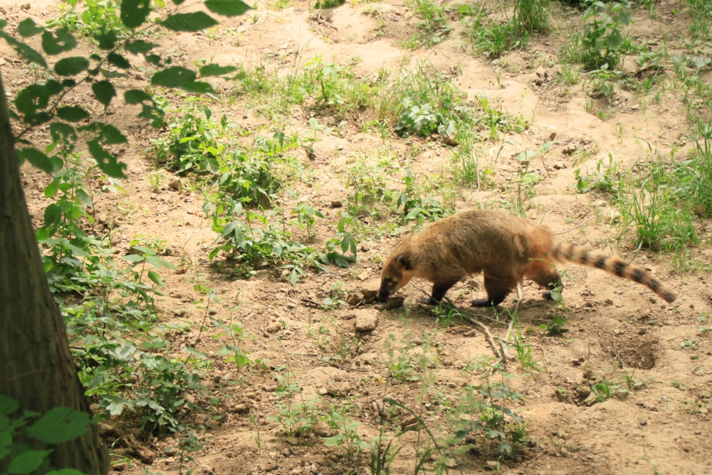 ZOO BRNO