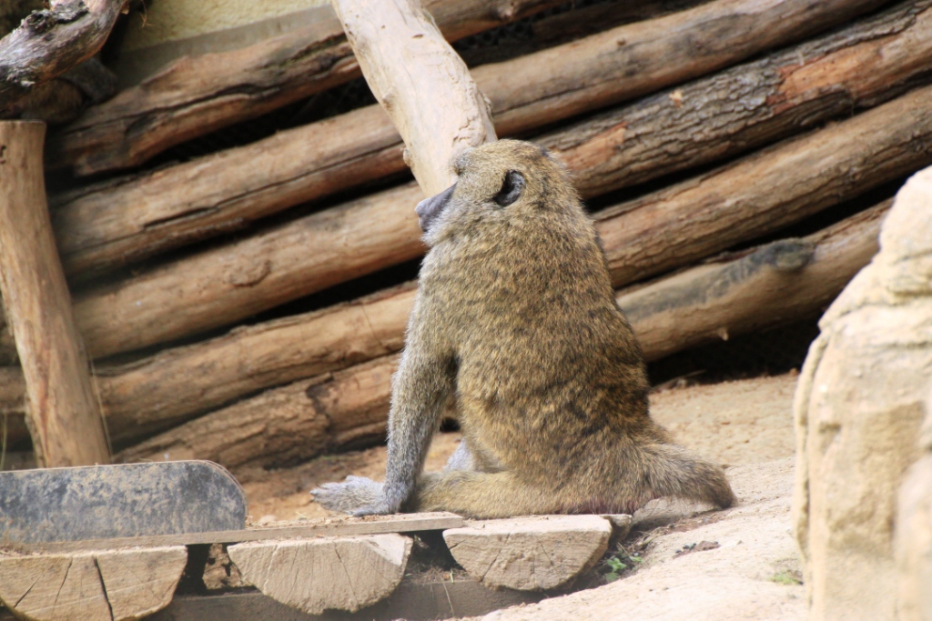 ZOO BRNO