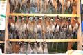 Mysliveck� ples v hotelu Ol�anka na �i�kov�